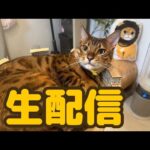 【生配信5/29】梅雨に入ってきてぐずつく天気の日は猫でも見て過ごしませんか？生配信(YouTube)