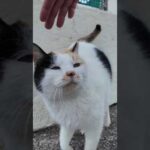  #ImpressedCatVideo #catisland #猫(YouTube)