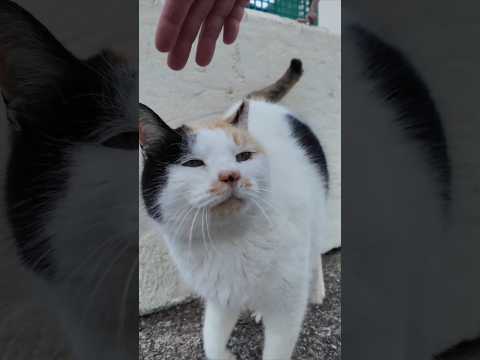  #ImpressedCatVideo #catisland #猫(YouTube)