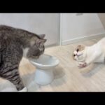 我慢できなくてスープを横取りしちゃうもちと、全く興味ないはなちゃんw(YouTube)