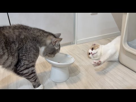 我慢できなくてスープを横取りしちゃうもちと、全く興味ないはなちゃんw(YouTube)