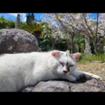 海辺の神社の参道で寝ていた猫をナデナデする(YouTube)