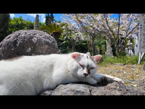 海辺の神社の参道で寝ていた猫をナデナデする(YouTube)