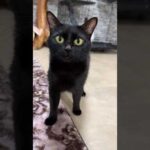 あにまるずに保護された黒猫とは #shorts #猫(YouTube)