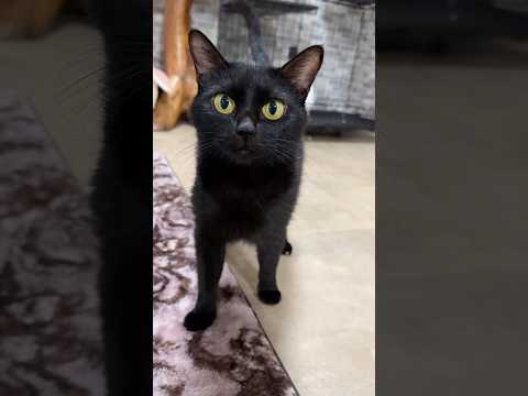 あにまるずに保護された黒猫とは #shorts #猫(YouTube)