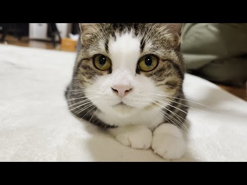 「オデコ、ゴロンして」お願いすると叶えてくれる猫(YouTube)