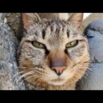 防波堤の下に降りていってみると猫が集まっていました(YouTube)