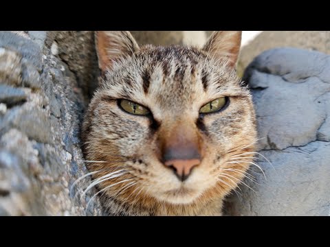 防波堤の下に降りていってみると猫が集まっていました(YouTube)