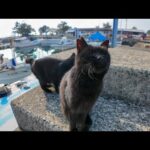 猫島で港に座ると黒猫ちゃんモフられにきた(YouTube)
