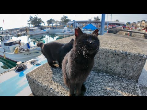猫島で港に座ると黒猫ちゃんモフられにきた(YouTube)