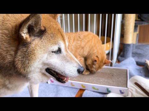 至近距離はちょっぴり苦手だけど猫たちのことが大好きな柴犬(YouTube)