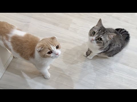 久しぶりに散髪して帰ってきたときのもちとはなの反応は…(YouTube)