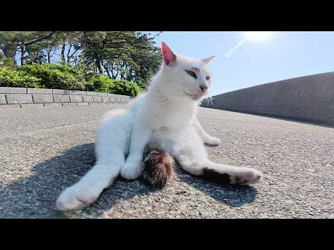 キレイ好きなマロ猫ちゃんが無防備な体勢で毛繕いをする(YouTube)