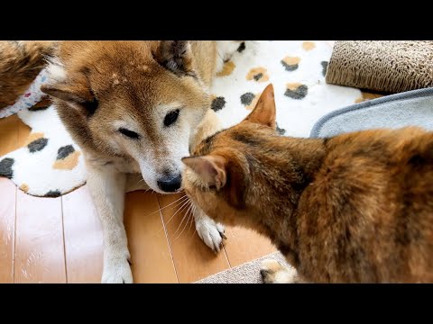 大好きな柴犬を独占できた子ども猫。本当の親子のようになってきました(YouTube)
