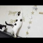 お母さんが何かを始めると無邪気に悪気なく邪魔をする猫(YouTube)