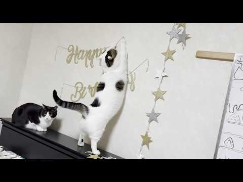 お母さんが何かを始めると無邪気に悪気なく邪魔をする猫(YouTube)