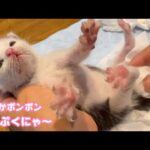 おなかポンポン  満腹にゃ～  はぐれて独りぼっちで保護された子猫 Day17 2025 05 05 2(YouTube)