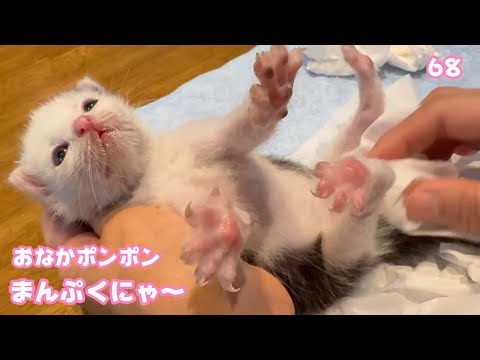 おなかポンポン  満腹にゃ～  はぐれて独りぼっちで保護された子猫 Day17 2025 05 05 2(YouTube)