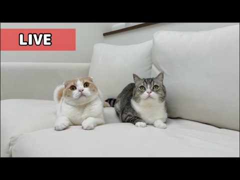 【ご報告】もちの現状と今後について。(YouTube)