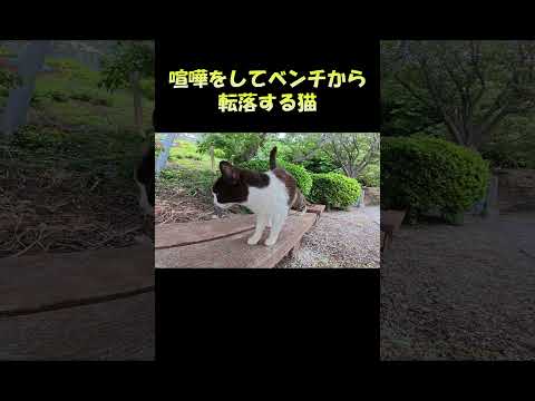 喧嘩をしてベンチから転落する猫 #猫 #ネコ#cat(YouTube)