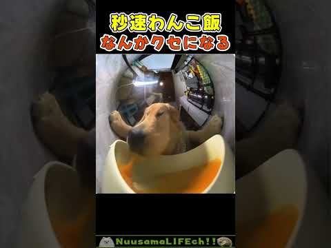 ストレス発散に良さそうな音😂【犬】 #犬 #dog(YouTube)