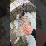 お腹を放り出して爆睡するキジトラ猫ちゃん #猫 #cat #ネコ(YouTube)