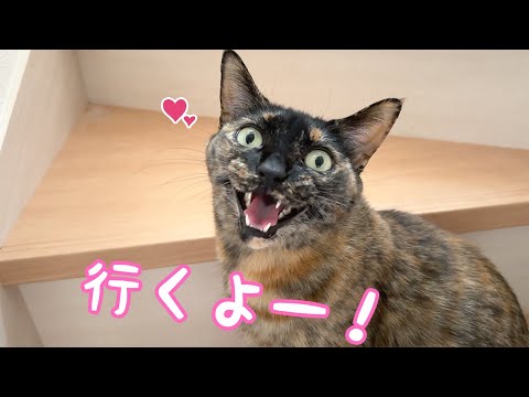 朝はママについてくるサビ猫モモが可愛すぎます！(YouTube)