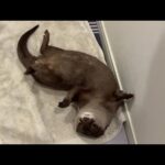 濡れたカワウソにタオルを持ってきてあげる子供！　A child brings a towel to a wet otter!(YouTube)