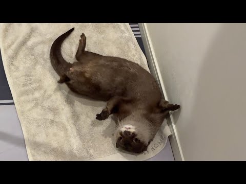 濡れたカワウソにタオルを持ってきてあげる子供！　A child brings a towel to a wet otter!(YouTube)