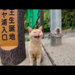 崖っぷちの猫の集会に行ってきた(YouTube)