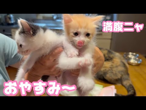 満腹ニャリ  おやすみ～  離乳して欲しい子猫達  モグ＆ムック   2025 05 26 1(YouTube)