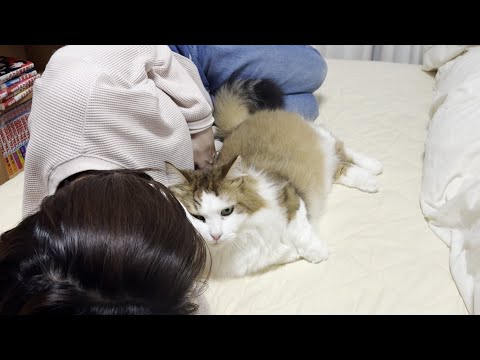 お母さんが洗濯物をたたみ終わるのが待ち遠しい猫(YouTube)
