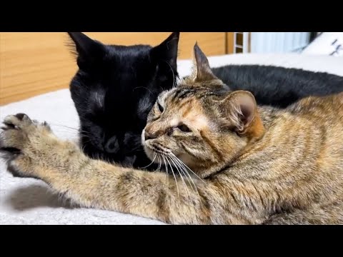 大事に大事にお世話されると妹猫はこうなります…(YouTube)