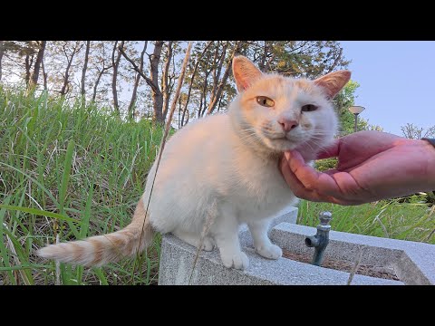 水飲み場にいた茶シロ猫をモフっていたらハチワレ猫も現れた(YouTube)