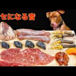 犬の咀嚼音!!骨を豪快に噛み砕く咀嚼音が気持ちいい(YouTube)