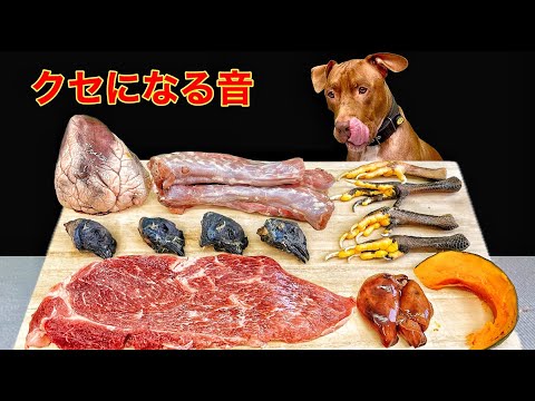 犬の咀嚼音!!骨を豪快に噛み砕く咀嚼音が気持ちいい(YouTube)