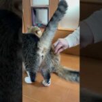 国旗出てくるかと思った(YouTube)