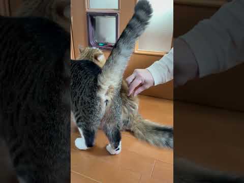 国旗出てくるかと思った(YouTube)