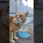 猫島の神社にいつもいる茶トラ猫ちゃん  #ImpressedCatVideo #catisland #猫(YouTube)