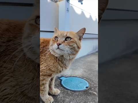 猫島の神社にいつもいる茶トラ猫ちゃん  #ImpressedCatVideo #catisland #猫(YouTube)