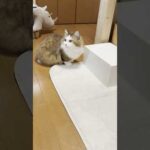 あれ？引き出し消えた(YouTube)