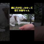 網に爪が引っかかって慌てる猫ちゃん #猫 #ネコ #cat(YouTube)