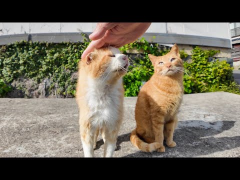 猫島の石のベンチの茶トラ猫軍団カワイイ(YouTube)