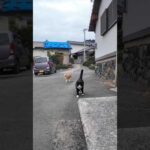 漁港近くの石のベンチに行くとハチワレちゃんといつもの茶トラ猫軍団の一人がやってきた #ImpressedCatVideo #catisland #猫(YouTube)