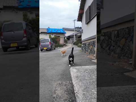 漁港近くの石のベンチに行くとハチワレちゃんといつもの茶トラ猫軍団の一人がやってきた #ImpressedCatVideo #catisland #猫(YouTube)