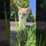 猫が草をシャキシャキと食べる #猫 #cat #ネコ(YouTube)
