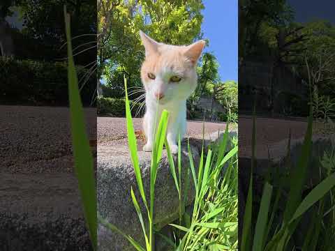猫が草をシャキシャキと食べる #猫 #cat #ネコ(YouTube)