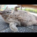 トトロ猫がお水を飲んでタプタプのお腹をモフらせてくれた(YouTube)