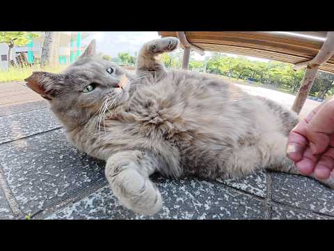 トトロ猫がお水を飲んでタプタプのお腹をモフらせてくれた(YouTube)