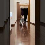 おしりも弾む晩ごはん🎶 #cats(YouTube)